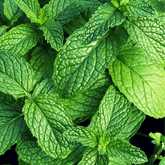 Fresh-cut mint sprigs ideal for home entertainers, mixologists, and tea lovers